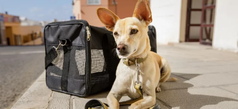 zwierzęta w transporcie