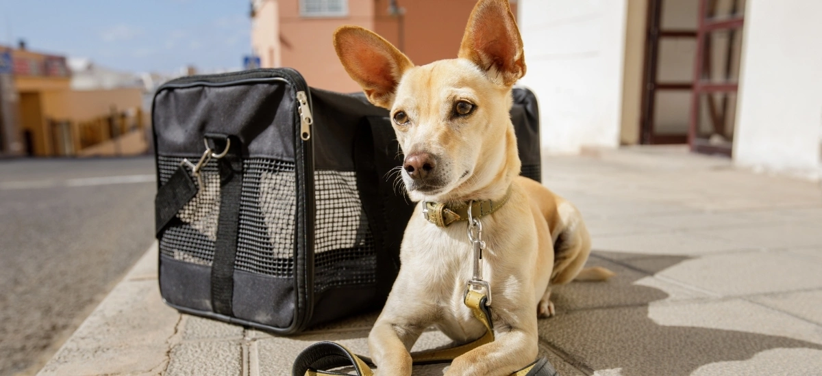 zwierzęta w transporcie